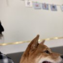 두류댕댕 이미지