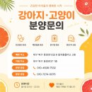 김천연합동물병원 | 김천강아지분양 말티즈 만나고 가족 모두가 행복해진 후기