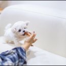 유앤미펫고양이분양강아지분양