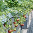 듬뿍농장 이미지