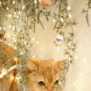 이쁘면다냥 이미지