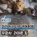 &#39;무파사 라이온 킹&#39; 실사 영화 후기, 쓰담력(?) 대폭발 아기 사자... 쿠키 관람평