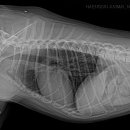 행신동물의료센터 이미지