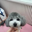 꽃단장하시개 이미지