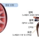 신장