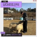 민 목장 | 남해양떼목장 양마르뜨언덕 양 먹이주기 체험