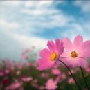 코스모스 이미지