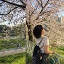 하가초등학교병설유치원 | 전주 벚꽃 명소 실시간 개화 (한옥마을 치명자산, 하가지구 천변)