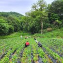 성녀루이제의집 | [잡동사니][2025.05.24] 성녀 루이제의 집 / 회사에서 떠나는 봉사활동 / 옥수수밭의 잡초 제거