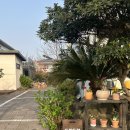 드랑드랑 | 제주애월 독채숙소추천 드랑드랑 귤밭동 1박후기