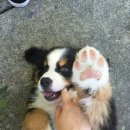 에코동물병원 이미지