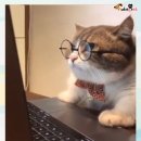 가이모드 이미지
