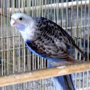 동물사랑연합회 이미지