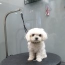 강남애니펫샵 이미지