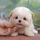 울산 강아지분양 미유펫 이미지