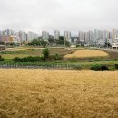 대구 달성(大邱 達城) 이미지