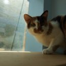 달과고양이 이미지