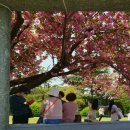 도시풍경 - 부산, 겹벚꽃 이미지