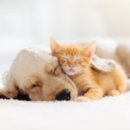 수목원동물병원 이미지