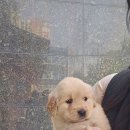 러브애견 이미지