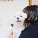 해피's데이애견펜션 | 남이섬애견동반펜션 해피스데이애견펜션 방문 후기