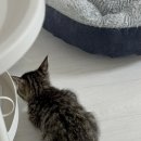 한샘동물병원 이미지