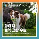 원곡동물병원 네이버블로그
