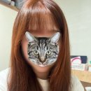 삐삐애견샵 | 구월동 궐리단길 미용실 내돈내산 샵삐삐⋆ ˚｡⋆୨୧⋆｡˚ ⋆