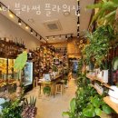 더블라썸 이미지