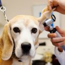 클리어동물병원 이미지