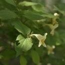 댕강 댕강 이미지