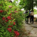 허브빌리지(Herb village) 이미지