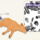 이 가축병원 이미지