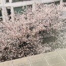 다짐치과의원 네이버블로그