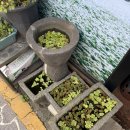 서촌 봉평막국수 이미지