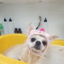 의정부 애견호텔 SM펫살롱 이미지