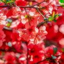 새봄이야 이미지