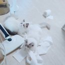 랙돌캐터리파이널돌 이미지