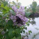 에버그린농장 이미지