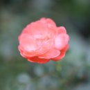 꽃과나무(Flower tree) 이미지