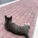 농다리캠핑장 이미지