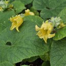 왕과(이명 : 주먹외. 큰새박. 주먹참외. 쥐참외) 이미지