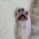 코네코 코야 이미지