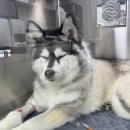 아이사랑 동물병원 이미지