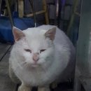 춘천 고양이집 이미지