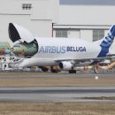 벨루가(Beluga) 이미지