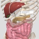 [Green.GFGE] 2018년 3월 24~25일 인텐시브 트레이닝 췌장.Pancreas(2편) 이미지