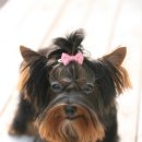 퍼피모리 이미지