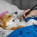 AVC 동물메디컬센터 이미지