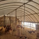 옥정산닭 | 순창 백숙 맛집 오랜 역사와 전통이 있는 대물림 식당 옥정산닭 리뷰